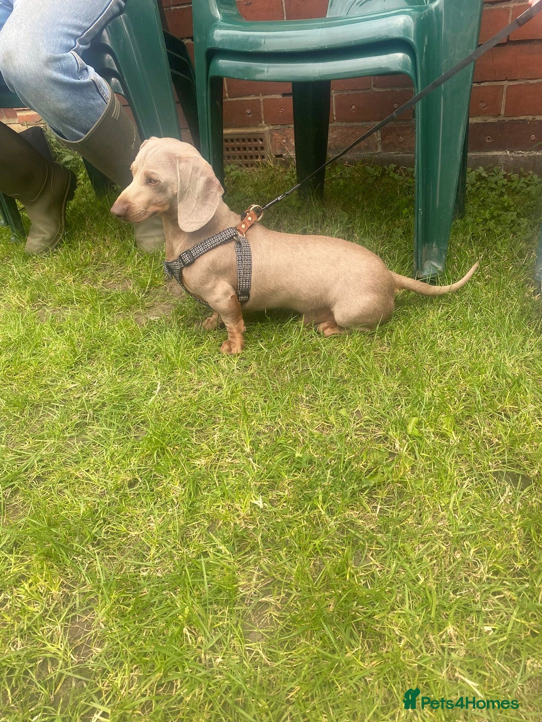 Miniature Dachshund dogs for sale: 8 Week Old Miniature Dachshund Puppies - Image 23