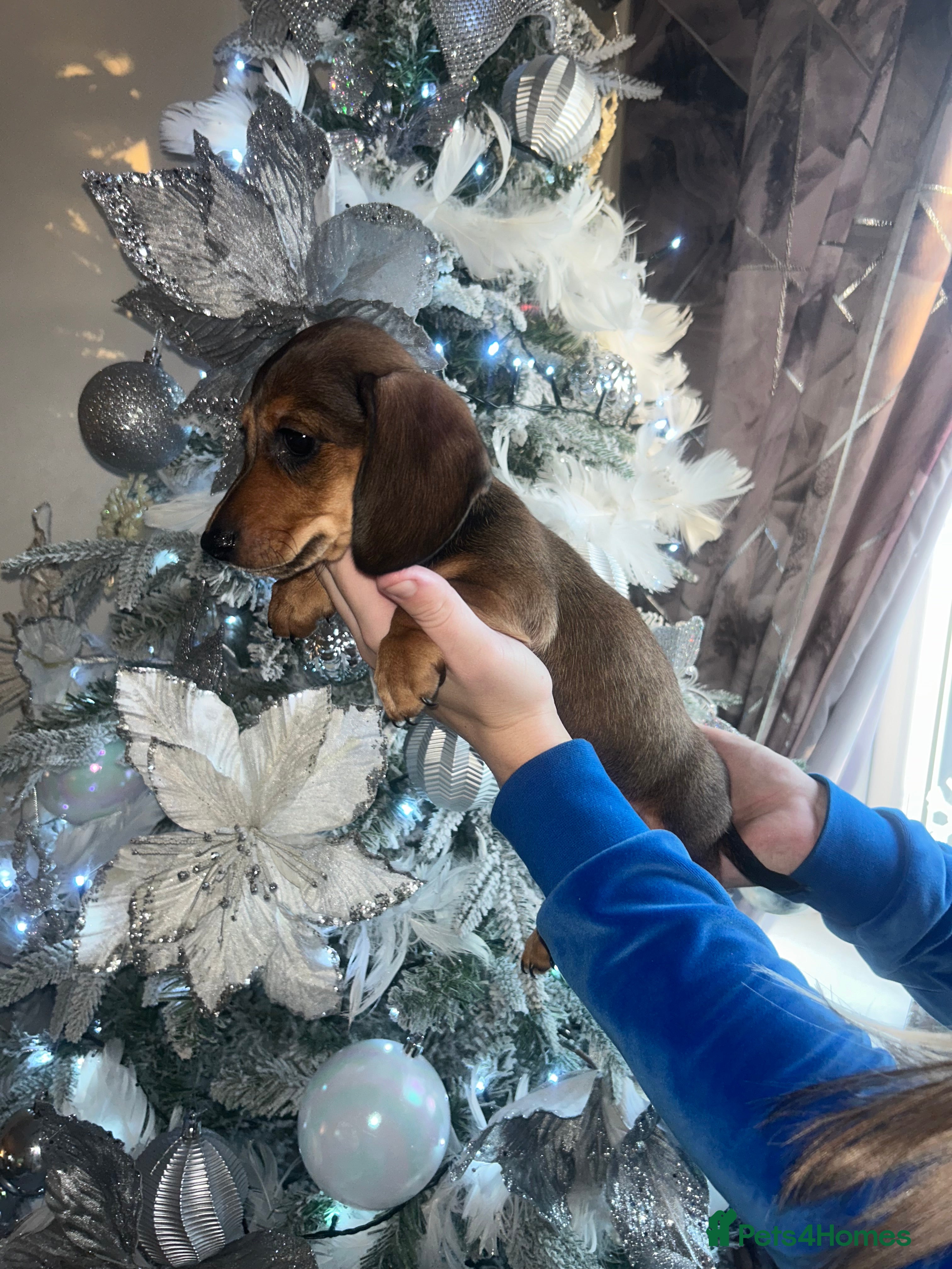 Miniature Dachshund dogs Miniature dachshund puppy’s READY TO LEAVE - Advert 8