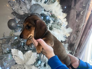 Miniature Dachshund dogs Miniature dachshund puppy’s READY TO LEAVE - Advert 8