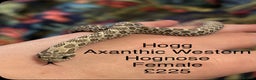 Python Snake reptiles for sale: Royal Python & Hognose - Advert 8