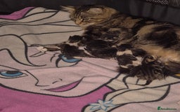 Domestic Shorthair cats for sale:  kittens  - Image 5