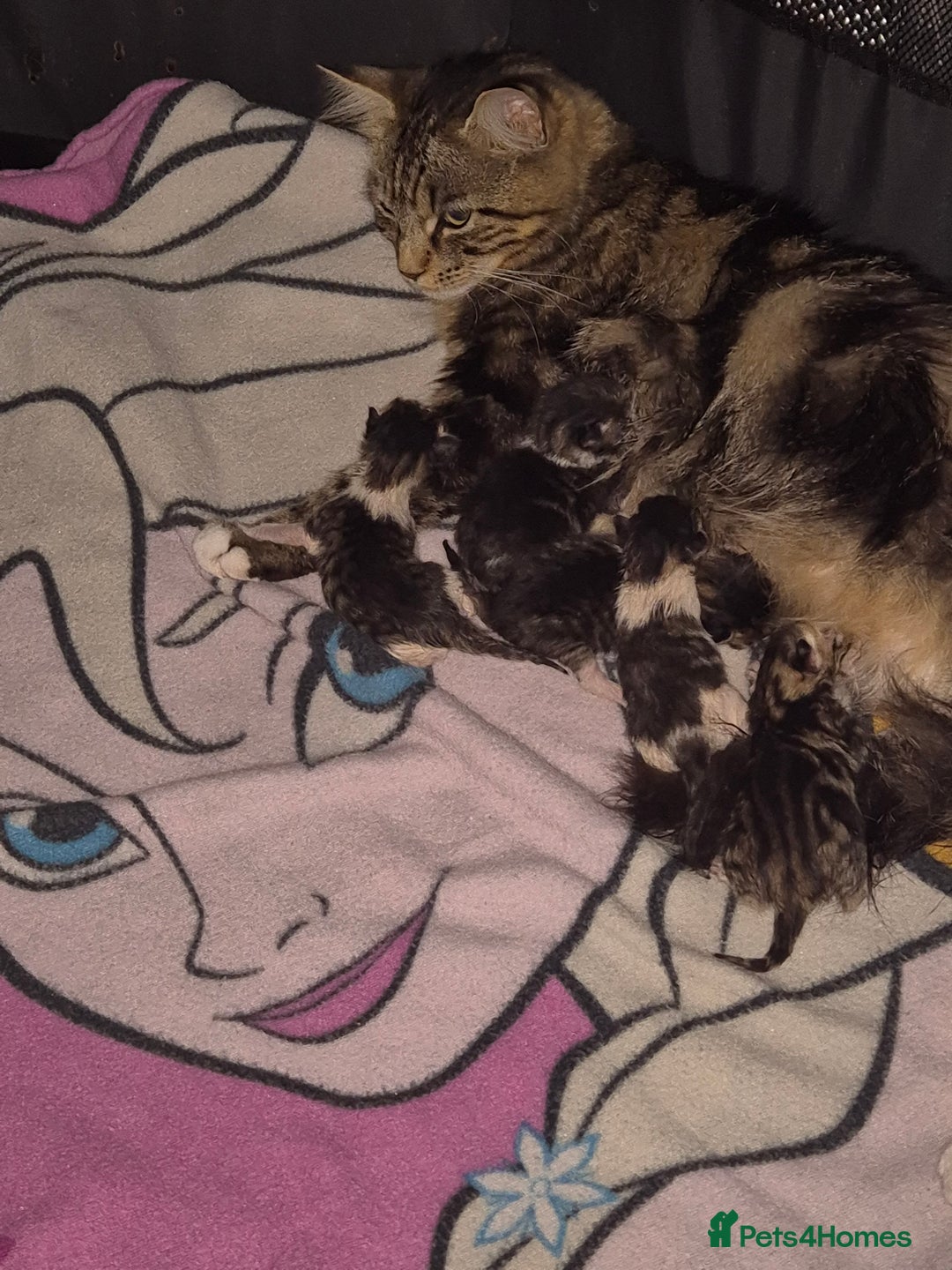 Domestic Shorthair cats for sale:  kittens  - Image 5