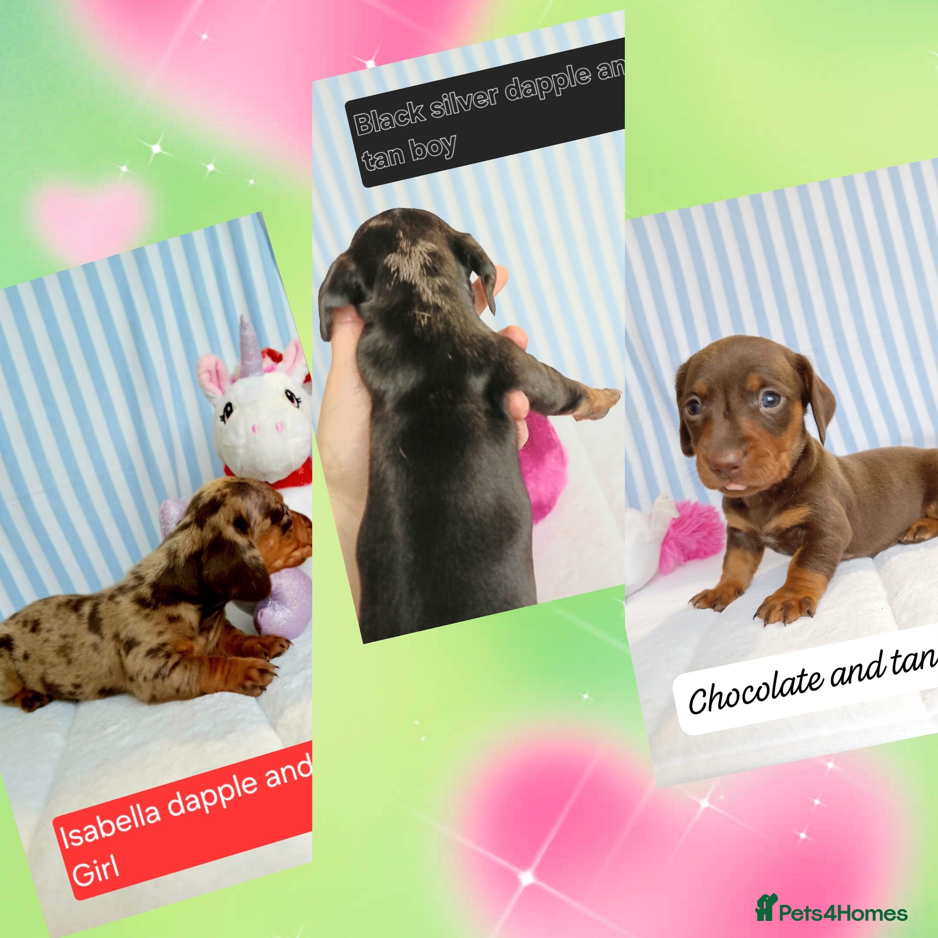 Miniature Dachshund dogs 🐶❤️Miniature Dachshund Puppies 🐶❤️ - Advert 13