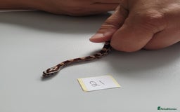 Corn Snake reptiles for sale: 6 week old baby corn snakes - Image 5