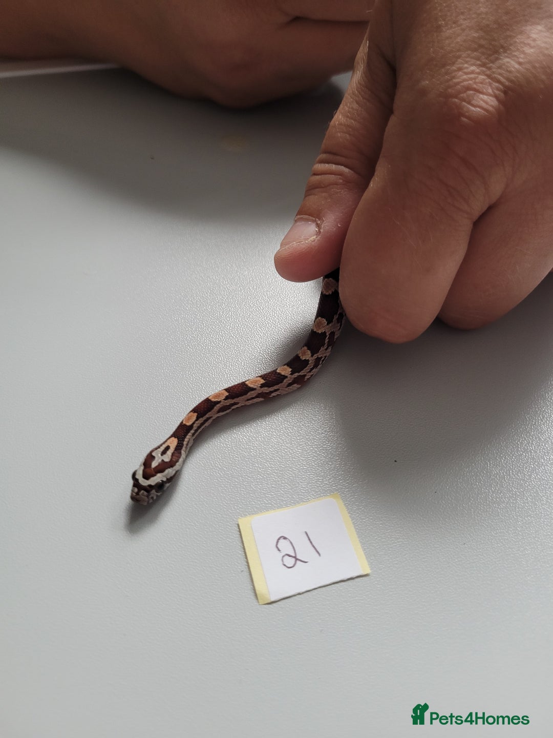Corn Snake reptiles for sale: 6 week old baby corn snakes - Image 5