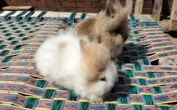 Lionhead rabbits for sale: Fluffy Lionhead Baby Bunnies – Raised with Love in Smethwick - Image 2