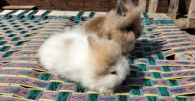 Lionhead rabbits in Smethwick - Advert 14