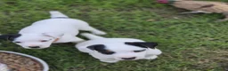 Jack Russell dogs for sale: Tess & jacks puppies - Advert 4