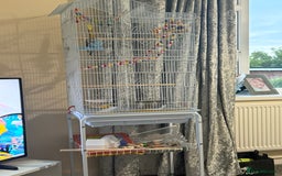 Budgerigars birds for sale: Buddy the budgie  - Advert 6