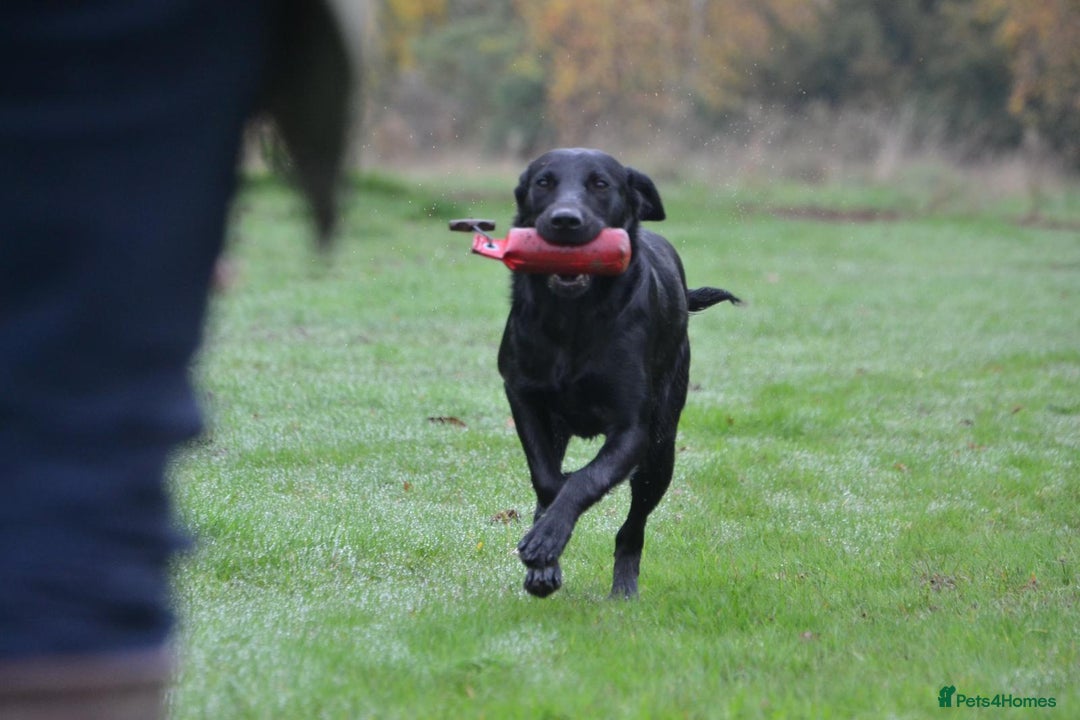 Labrador Retriever dogs for sale: 8 week old puppy ready to leave.  - Advert 4