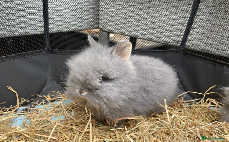 Lionhead rabbits - Advert 13
