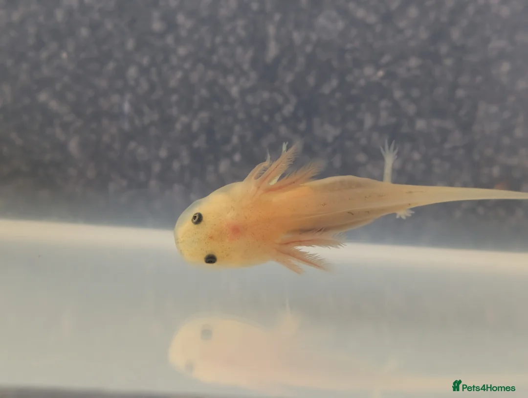 Axolotl reptiles for sale: Baby Axolotl  in Bexleyheath - Advert 2