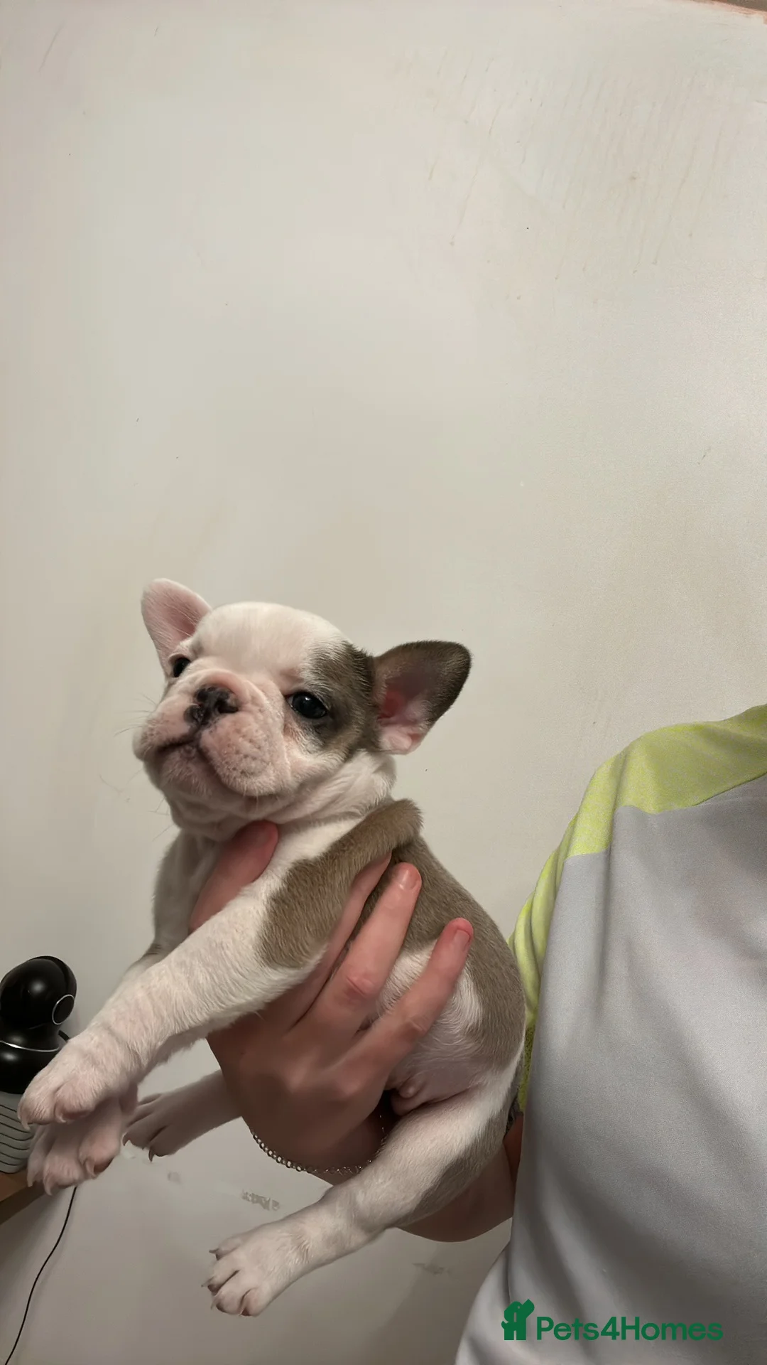 French Bulldog dogs for stud: PIED STUD🔥 - Advert 3