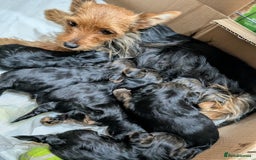 Yorkshire Terrier dogs for sale: 4 week old miniature Yorkshire terriers, 7 males  - Image 21