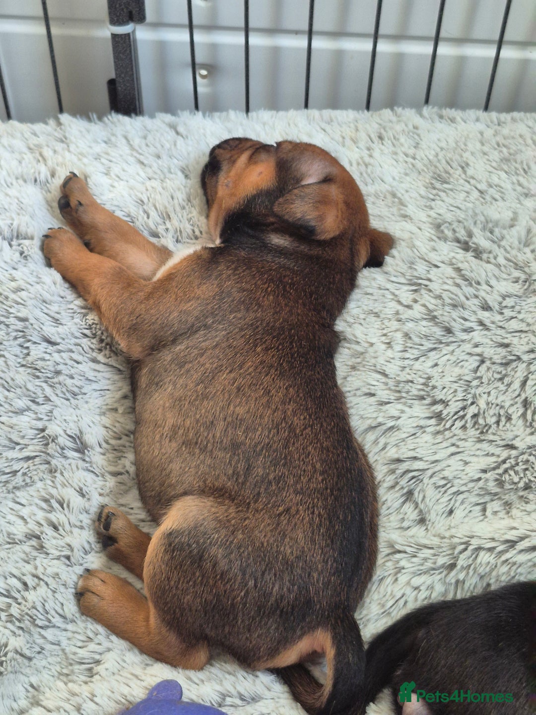 Staffordshire Bull Terrier dogs for sale: DNA HEALTH TESTED STAFFIE PUPPIES, BAER HEARING  - Advert 12