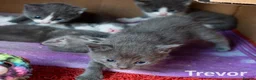 Russian Blue cats for sale: Russian Blue Cross Boy Kitten – Trevor - Advert 8