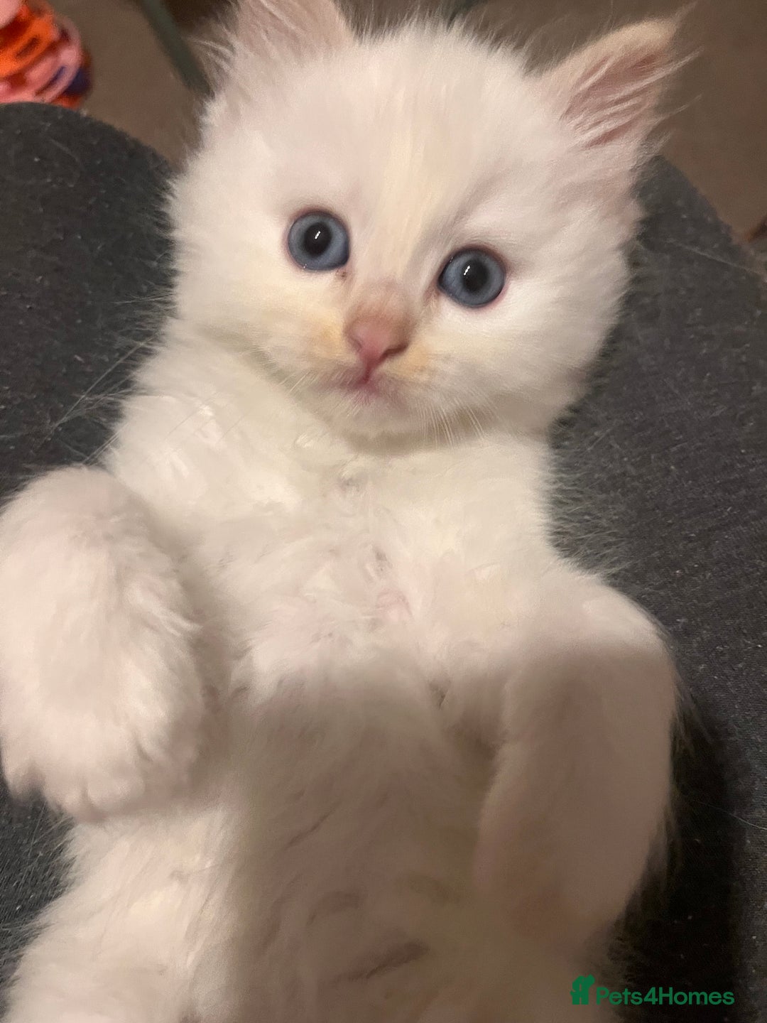 Ragdoll cats for sale: 🐾 Adorable Ragdoll Cross Kittens 🐾 - Advert 8