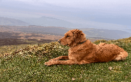 Golden Retriever dogs for sale: Working type golden retriever puppies - Image 7