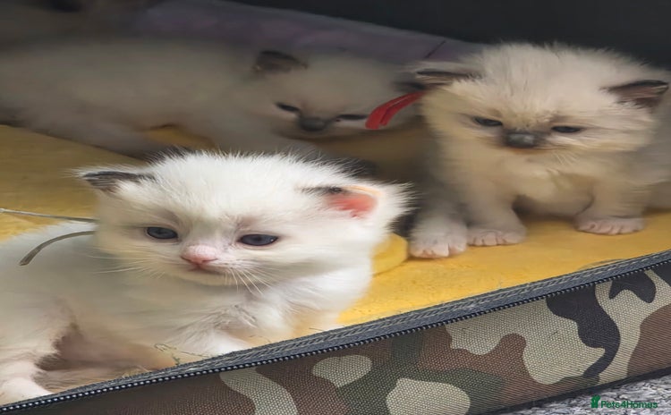 Ragdoll cats - Advert 4