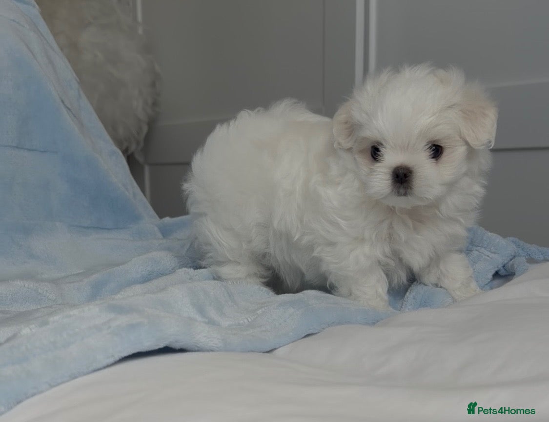 Maltese dogs Bambelina Korean Maltese. One Boy  Ready Now 🩵 - Advert 1