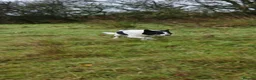 Border Collie dogs for stud: Stud Only  - Advert 4