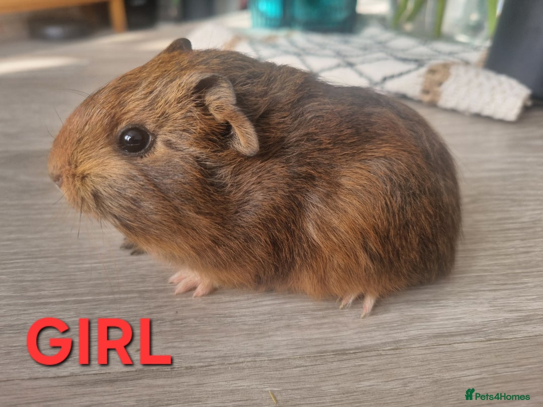Guinea Pig rodents for sale: Guinea pigs for sale £25 each  - Image 4
