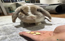 English Lop rabbits for sale: Beautiful English lop  - Image 3