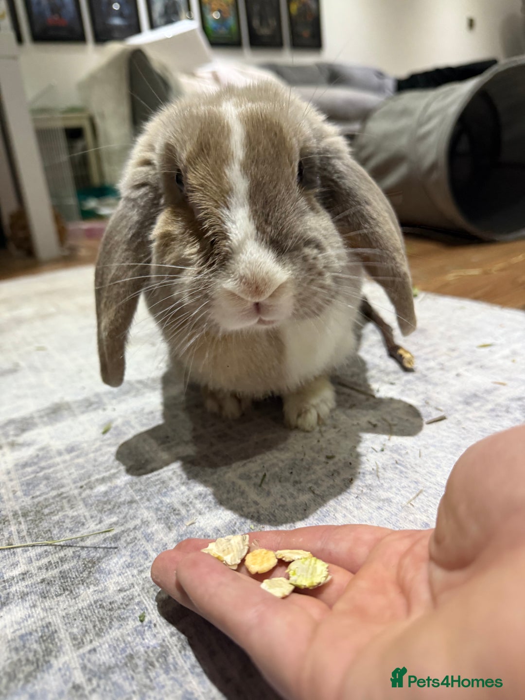 English Lop rabbits for sale: Beautiful English lop  - Image 3