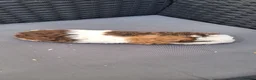 Guinea Pig rodents for sale: Baby girl guinea pigs - Advert 5