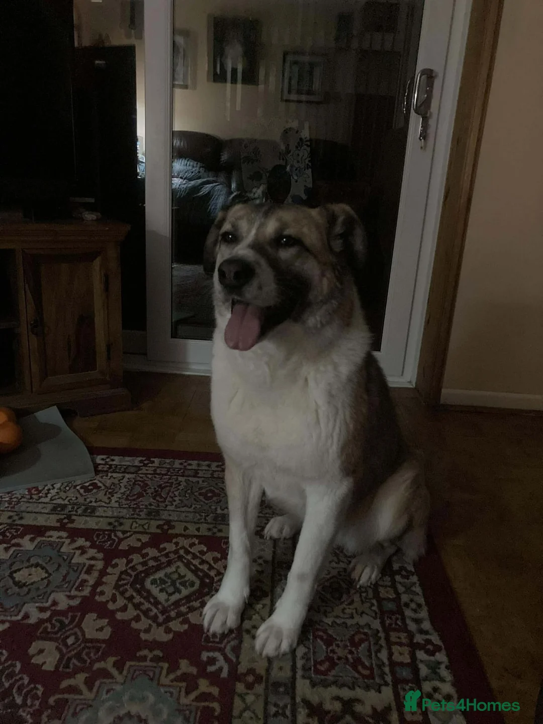 Mixed Breed dogs for sale: Pretty Princess - Advert 3