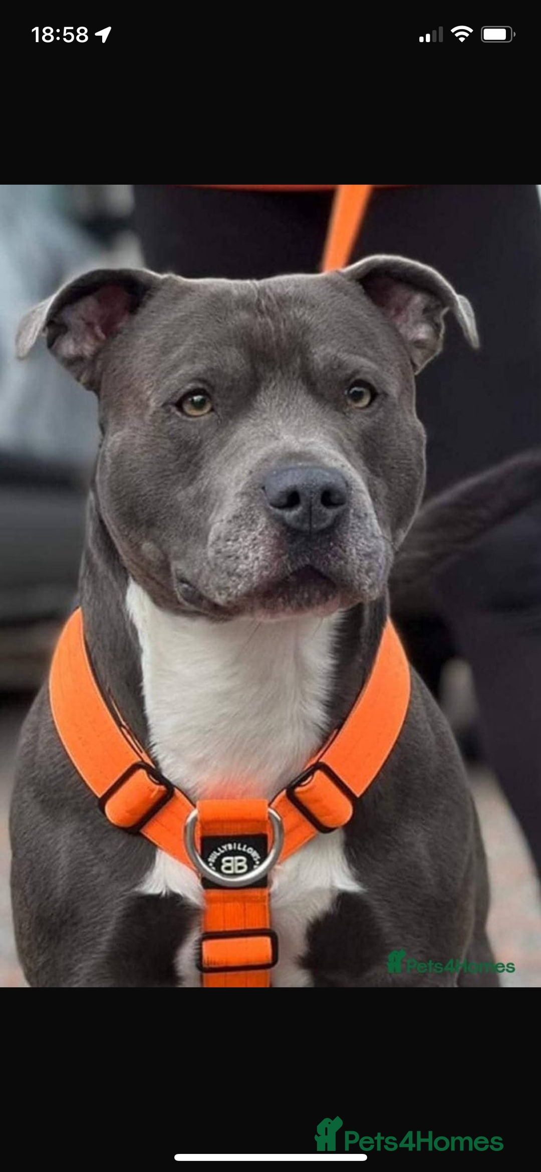 Staffordshire Bull Terrier dogs for sale: Blue staffie puppies   - Advert 3