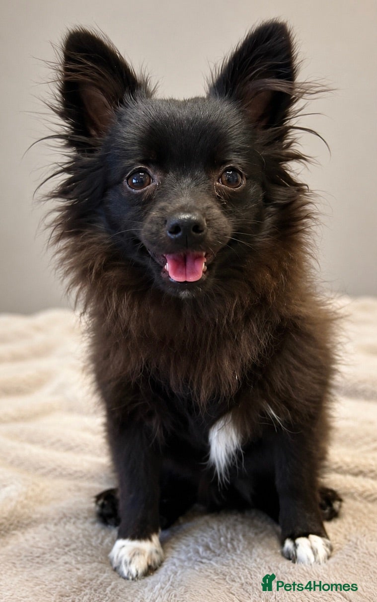 Pomchi dogs Gorgeous Little Pom-Chi-Mix Girl Puppy 6 months - Advert 17