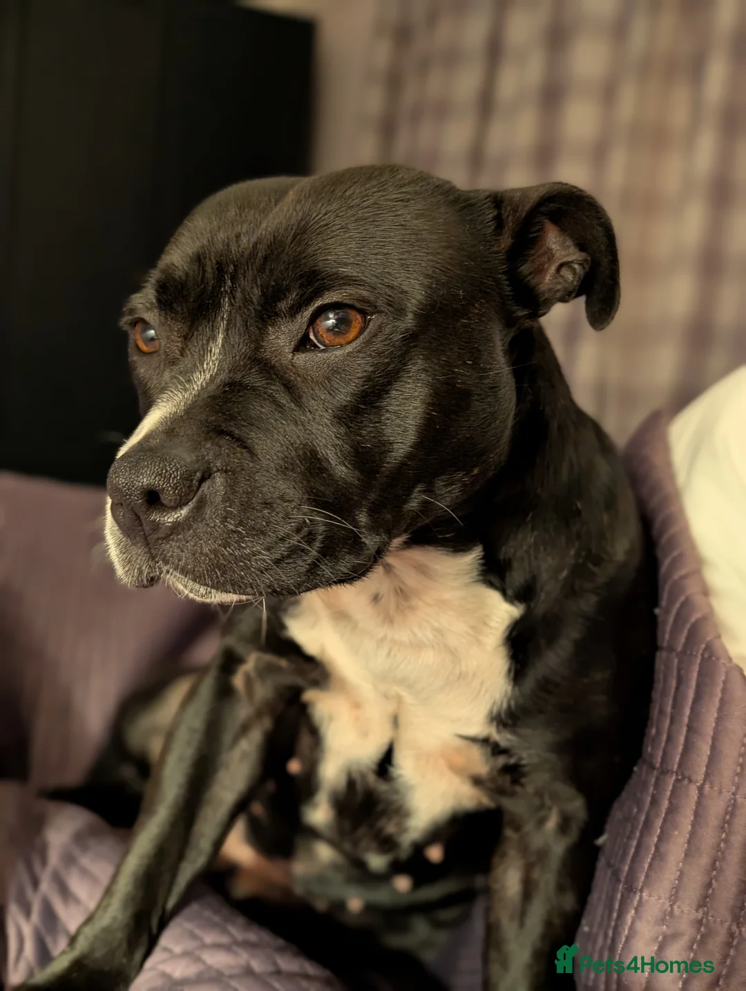 Staffordshire Bull Terrier dogs for sale: Reluctant rehome in Salisbury - Advert 2