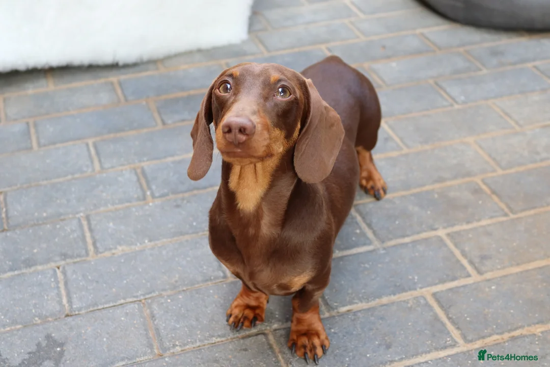 Miniature Dachshund dogs for stud: Chocolate and tan miniature dachshund for stud - Advert 16