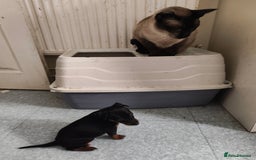 Mixed Breed dogs for sale: Toy Terrapin puppies for sale  - Image 3