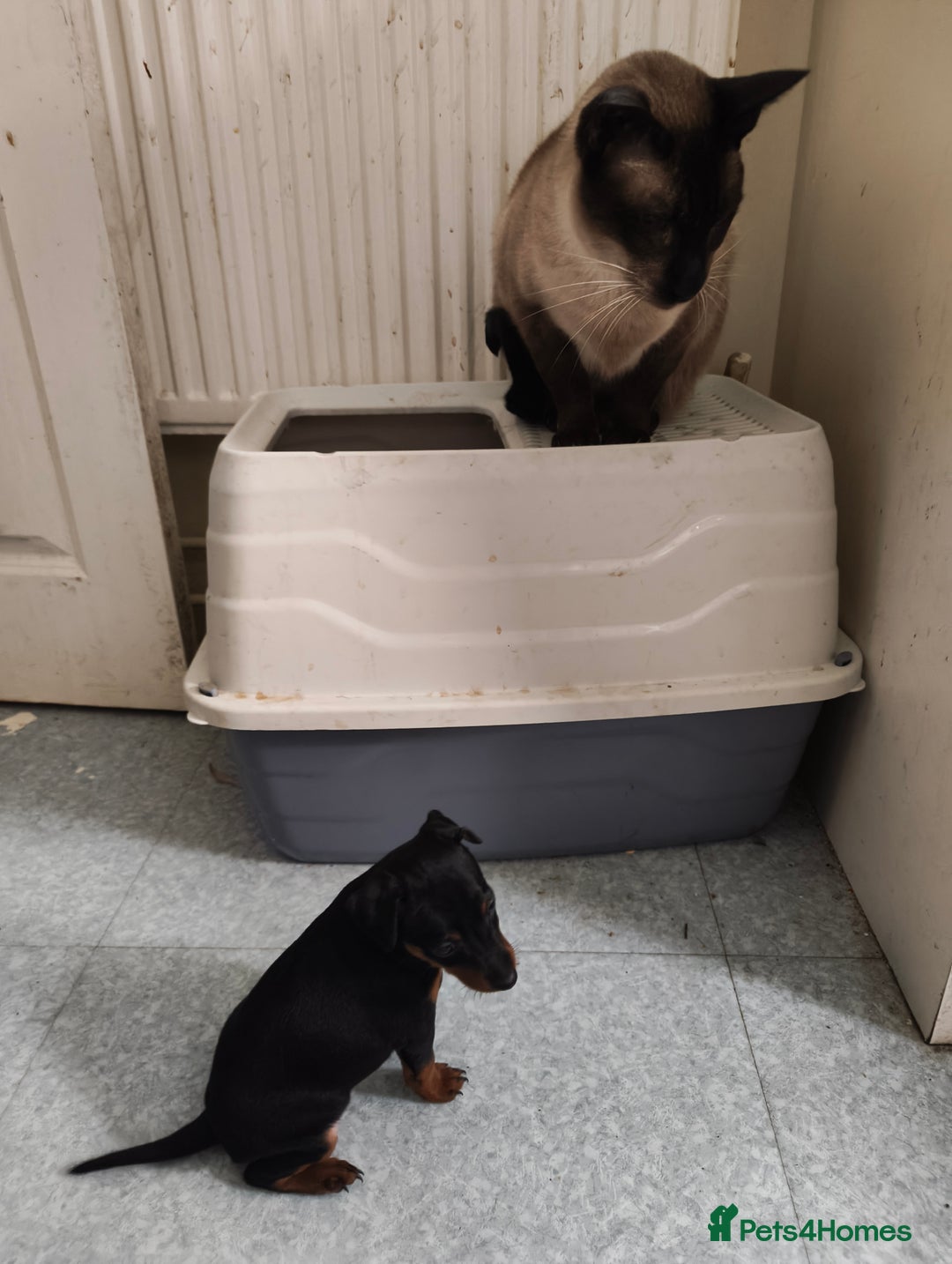 Mixed Breed dogs for sale: Toy Terrapin puppies for sale  - Image 3