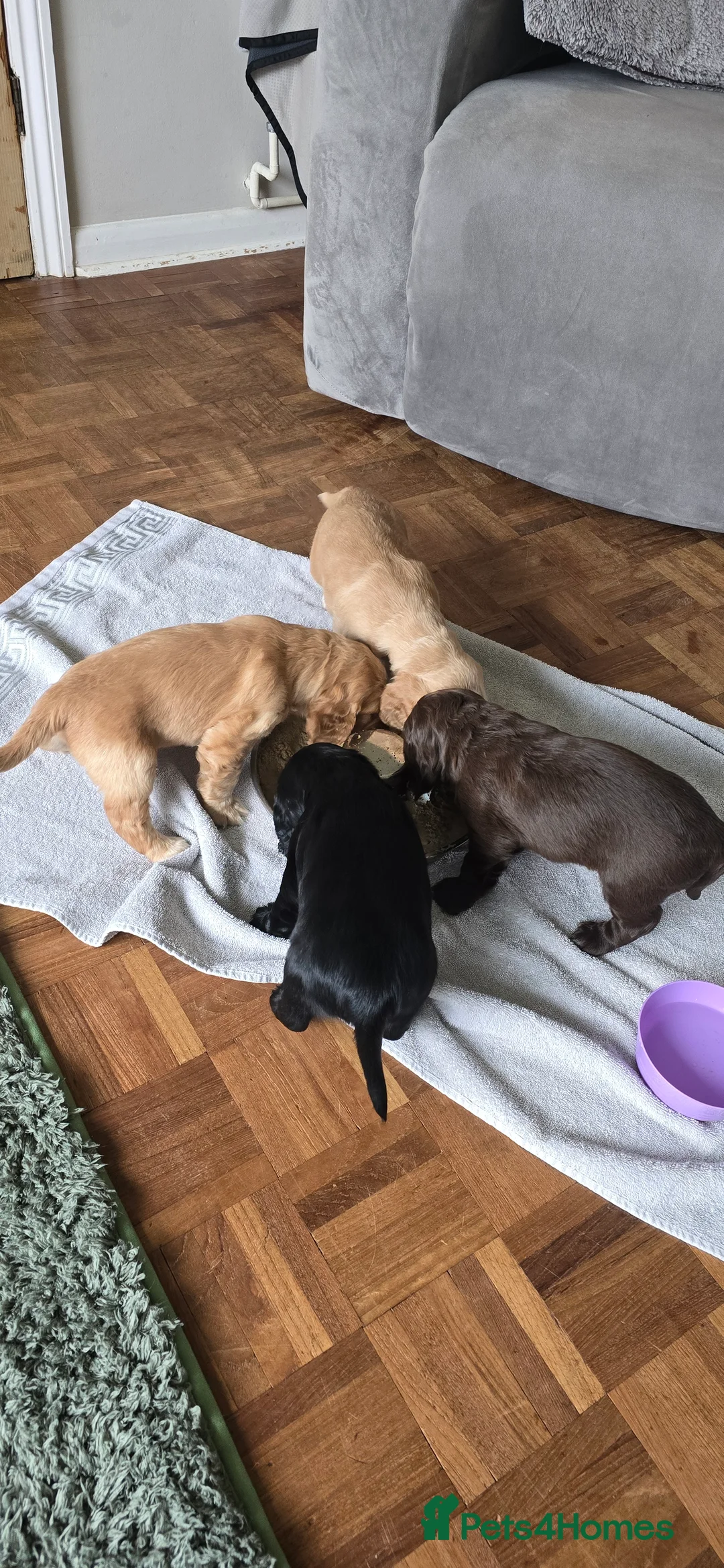 Cocker Spaniel dogs for sale:  4 x MALE Cocker Spaniel puppies  - Advert 9