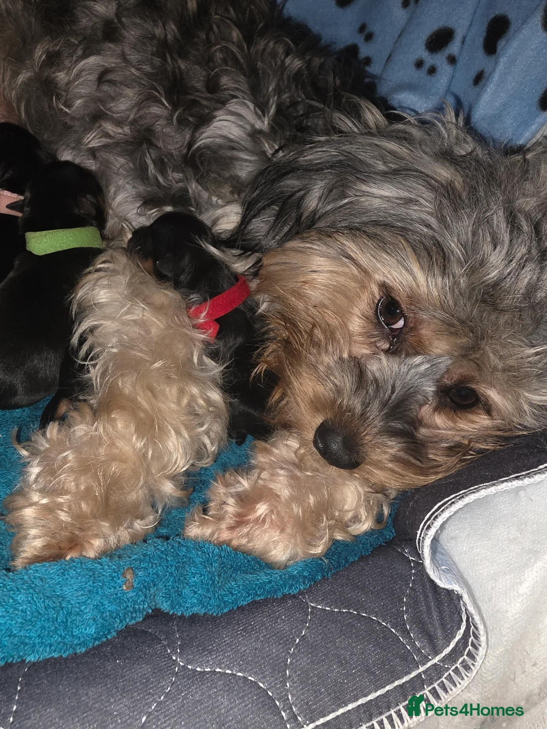 Yorkshire Terrier dogs for sale: 7 Beautiful Yorkshire Terrier Puppies - Advert 2