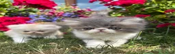 Exotic cats for sale: Exotic male kittens  - Advert 1