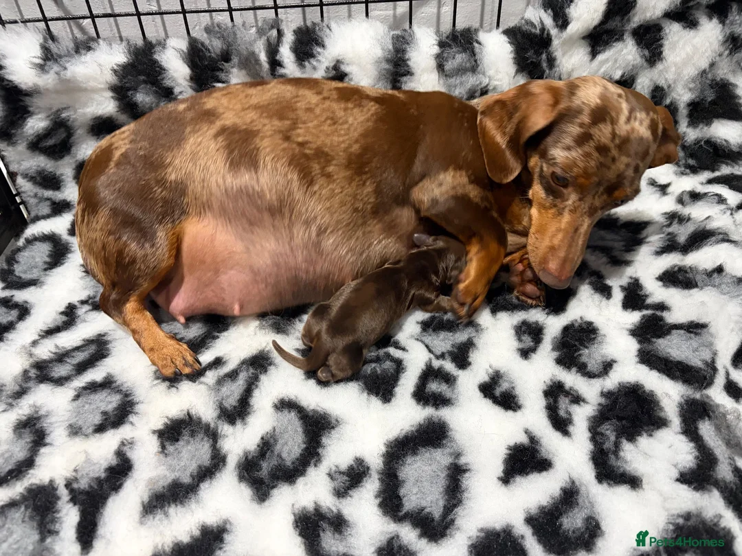 Miniature Dachshund dogs for sale: Miniature Dachshund in Leyland - Advert 2