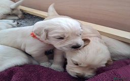 Golden Retriever dogs for sale: Gorgeous pedigree golden retriever puppies - Image 10