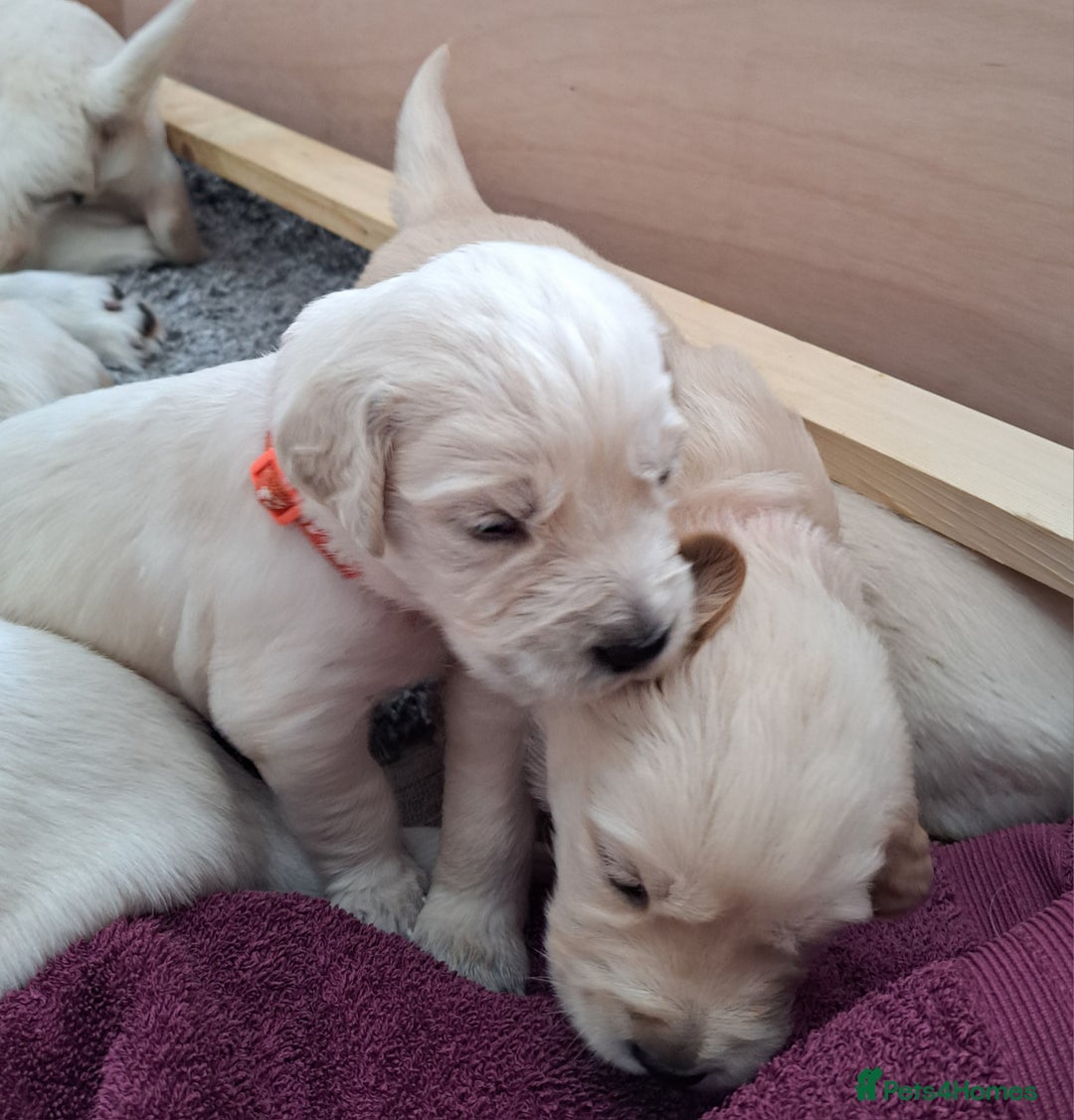 Golden Retriever dogs for sale: Gorgeous pedigree golden retriever puppies - Image 10