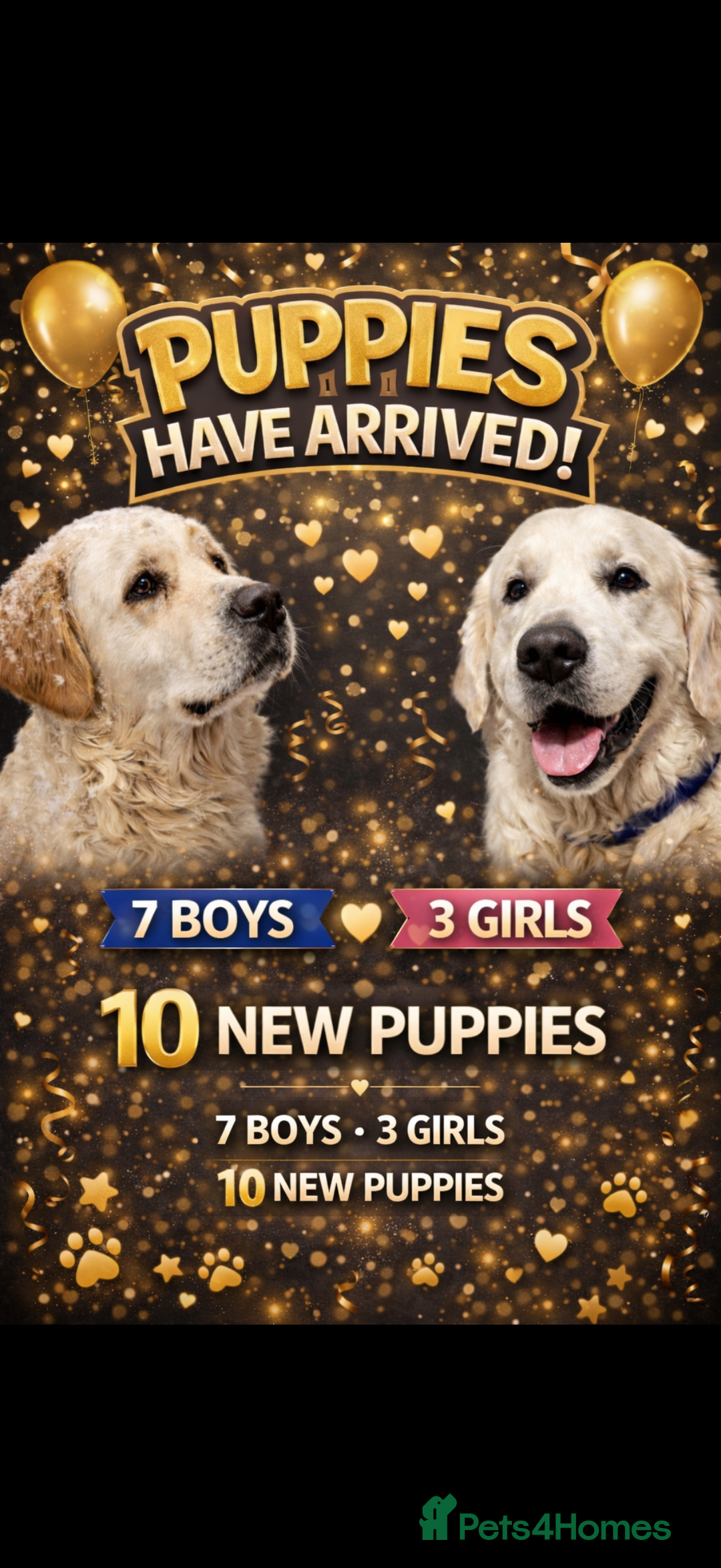 Golden Retriever dogs for sale: KC WHITE RETRIEVERS FULLY HEALTH TESTED  - Advert 2