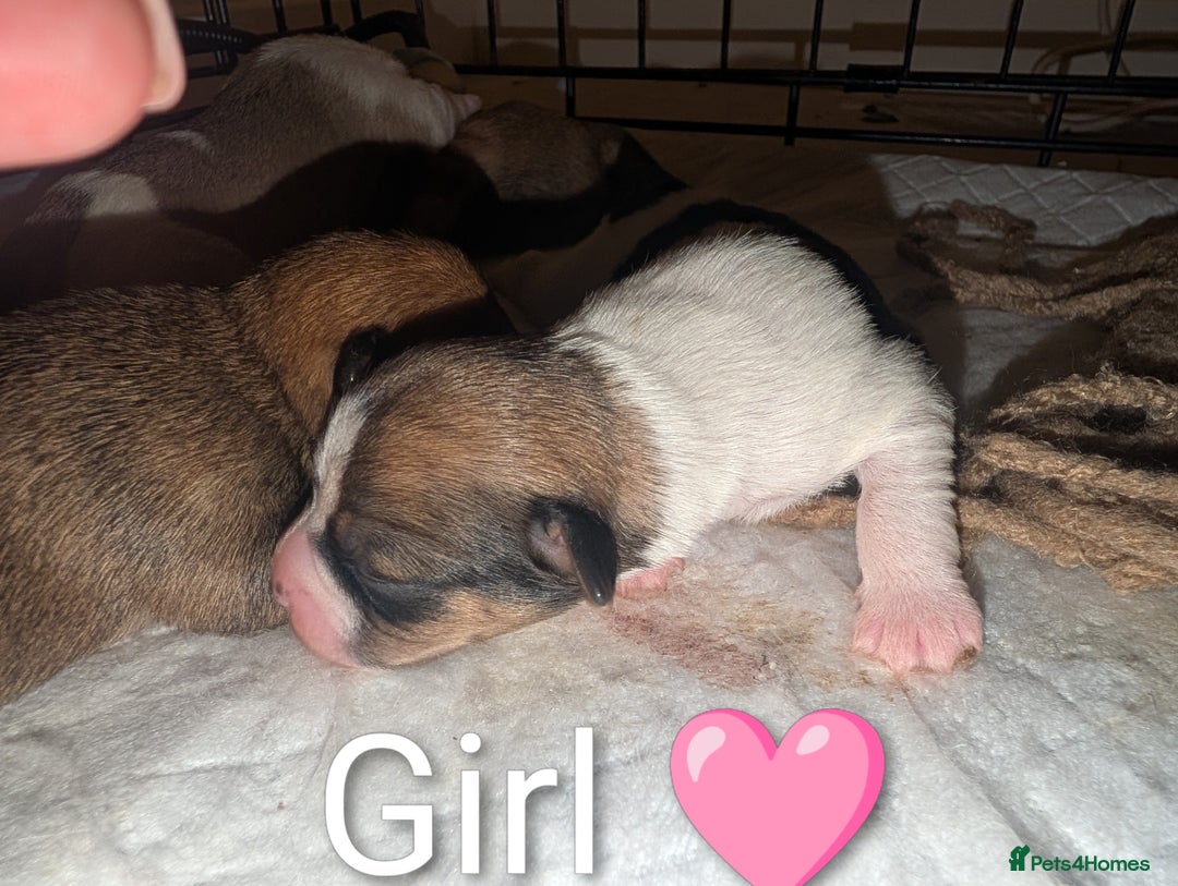 Mixed Breed dogs for sale: Beautiful Shihtzu x Cairn Terrier/Sausage x JRT - Advert 10