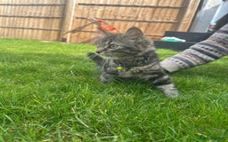British Shorthair cats for sale: 3 beautiful kittens - Image 8