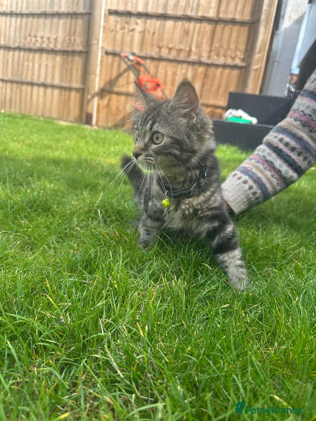 British Shorthair cats for sale: 3 beautiful kittens - Image 8