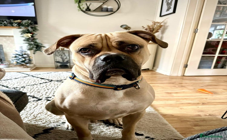 Mixed Breed dogs - Advert 9