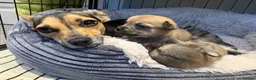 Mixed Breed dogs for sale: Beautiful litter of four happy healthy Pomchis in Banstead - Advert 7