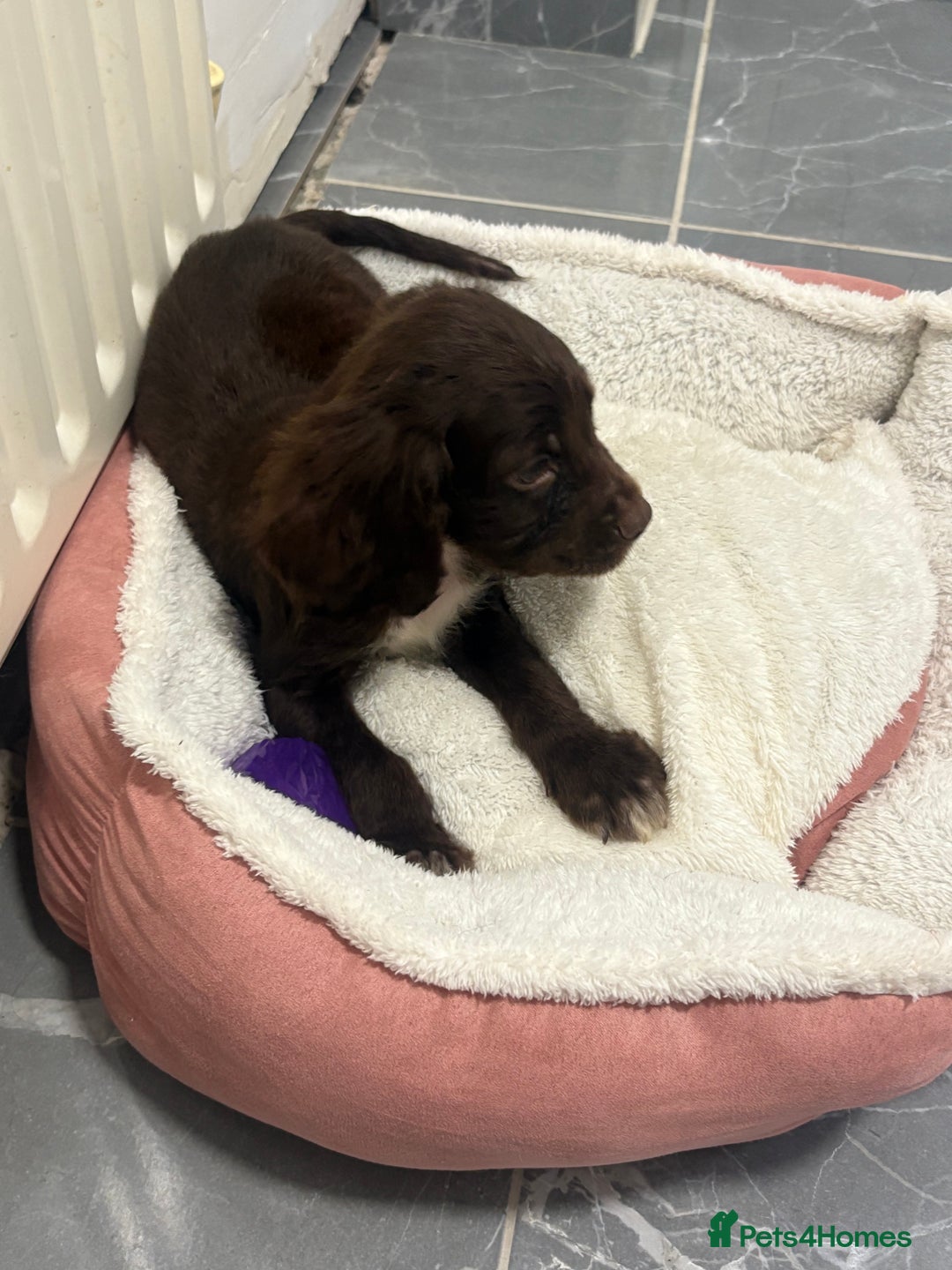 Cocker Spaniel dogs for sale: cocker spaniel  - Image 1