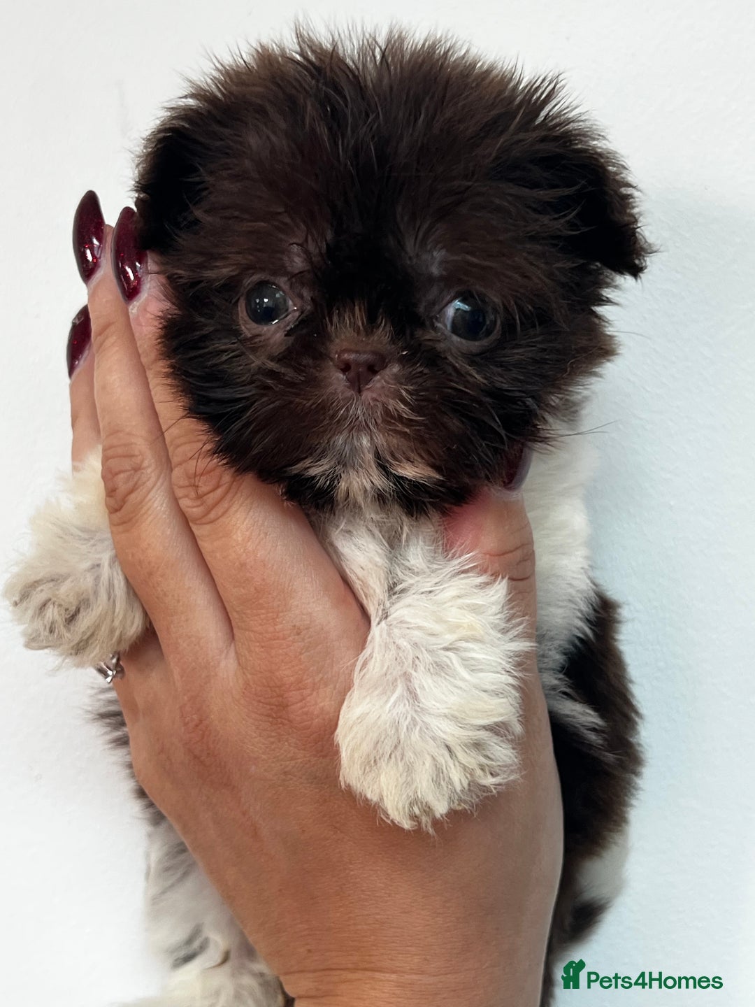 Shih Tzu dogs for sale: Chocolate and cream dinky pedigree shitzu girl  - Advert 2